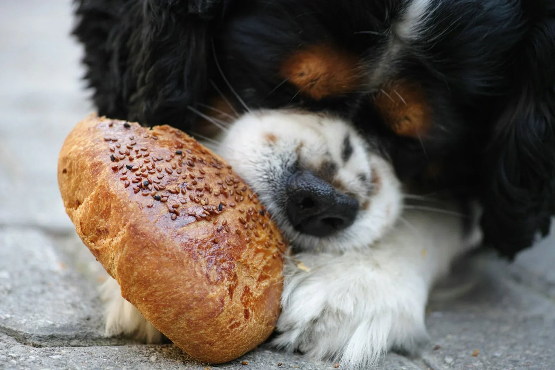 Alimentos dañinos para los perros: Qué evitar para su bienestar