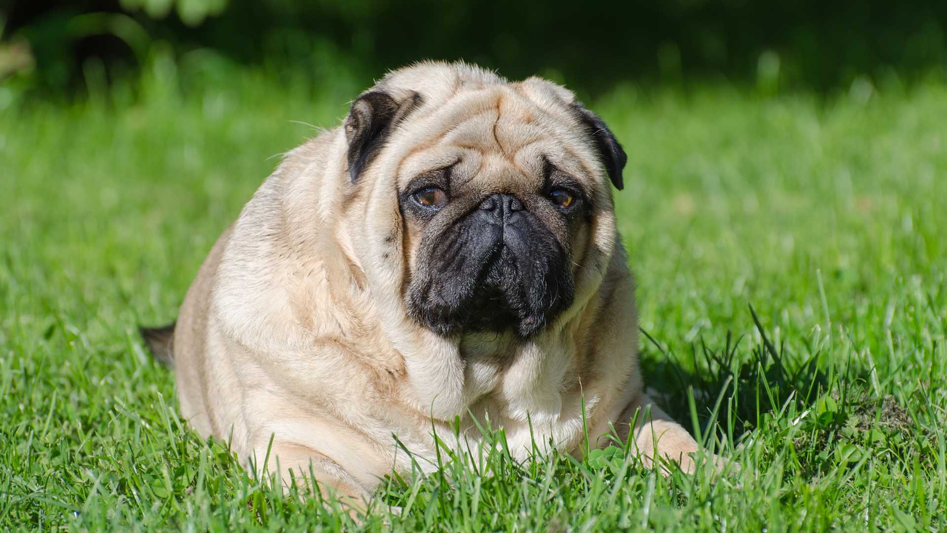 Obesidad en perros