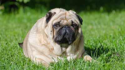 Obesidad en perros