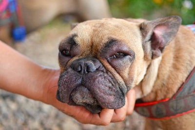 Signos de alergias en perros