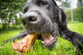 ¿Mi perro puede comer huesos?