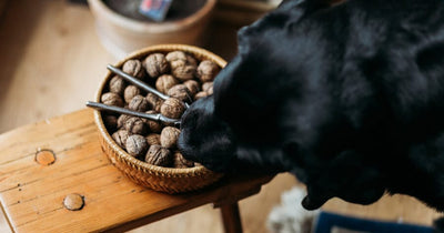 ¿Mi perro puede comer nueces?