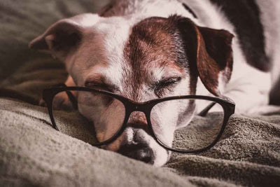 Estos ejercicios pueden ayudarle a tu perro senior