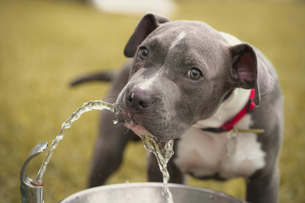 Cómo hacer que un perro beba más agua