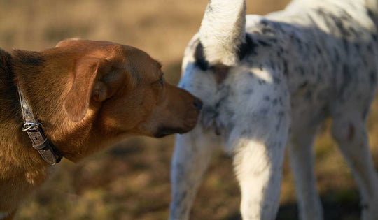 ¿Por qué los perros huelen los traseros?