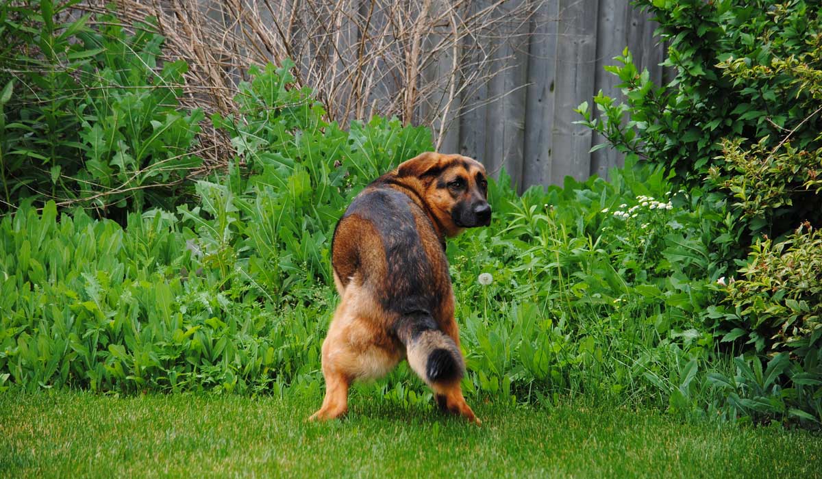 Detox digestivo post-navidad