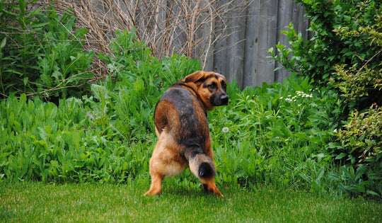 Detox digestivo post-navidad