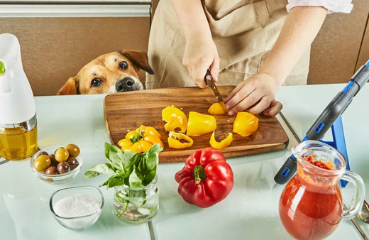 El alimento vegetariano no le conviene a tu perro