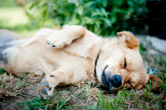 ¿Pueden los perros tomar melatonina?