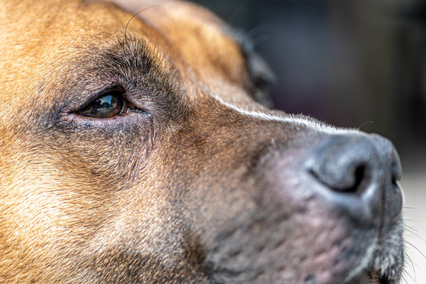 Enfermedad ocular en perros: Síntomas y Cuidados