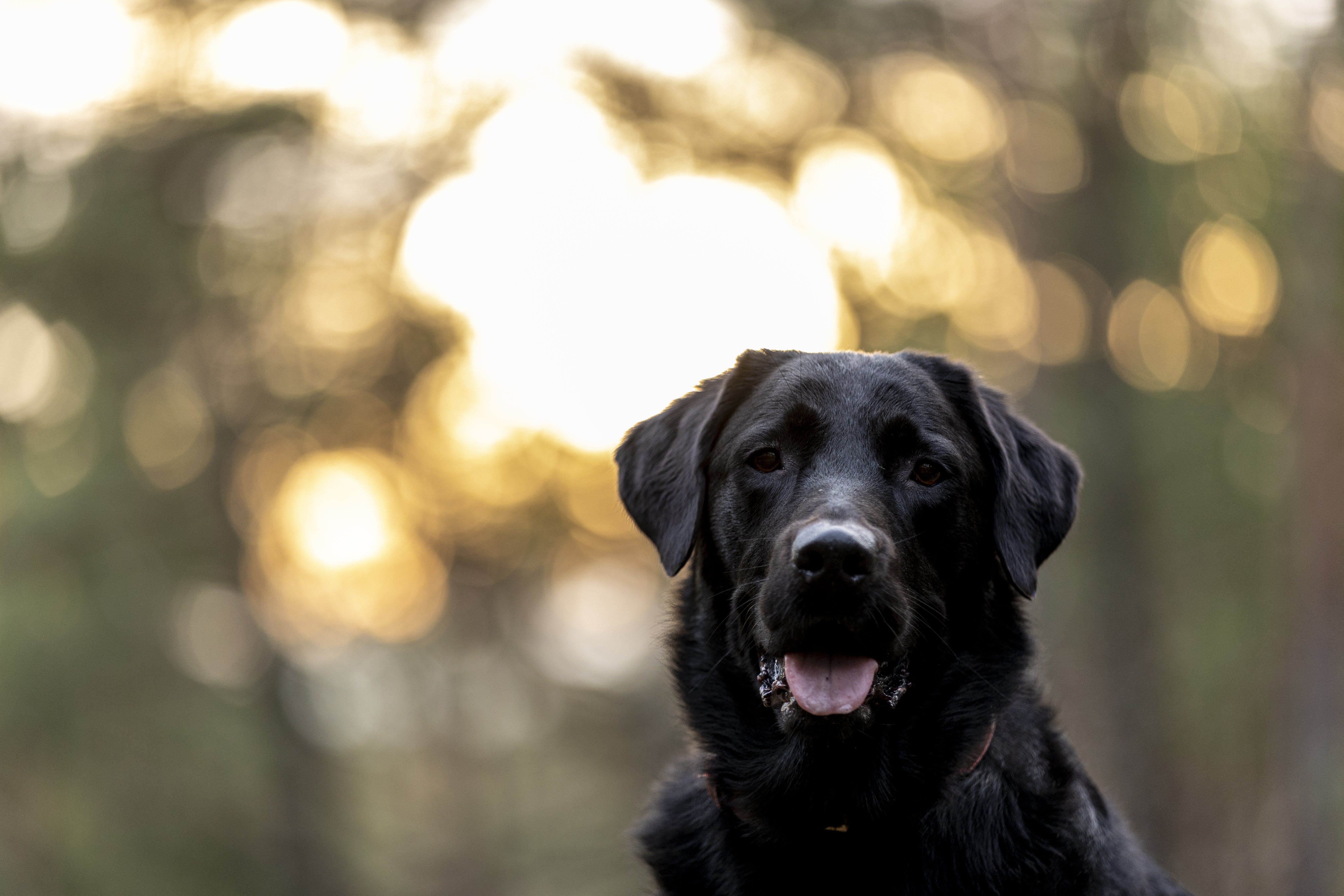 Razas de Perros Grandes: Cuidados y Temperamento Esencial