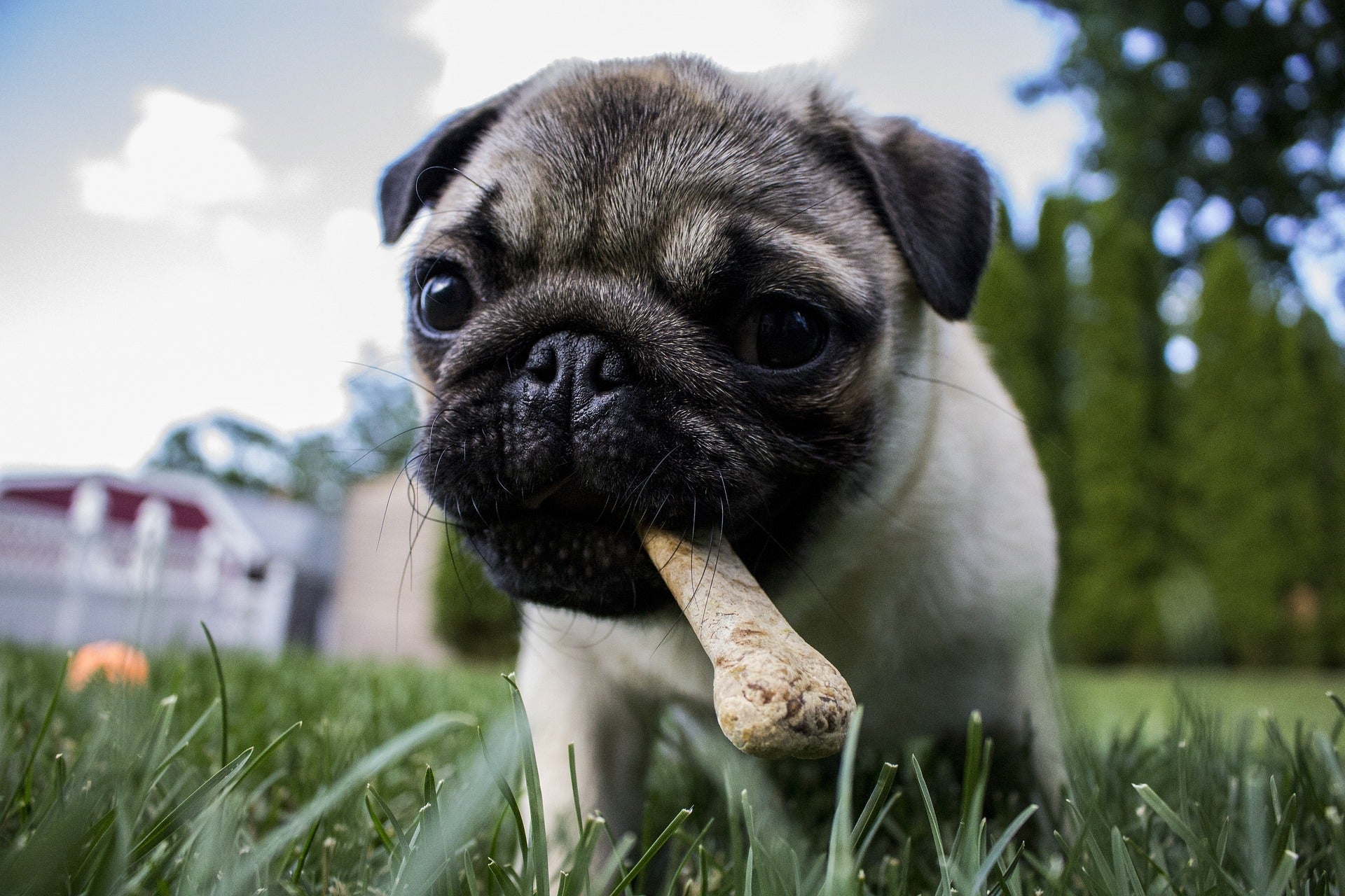 ¿Mi perro puede comer pavo?