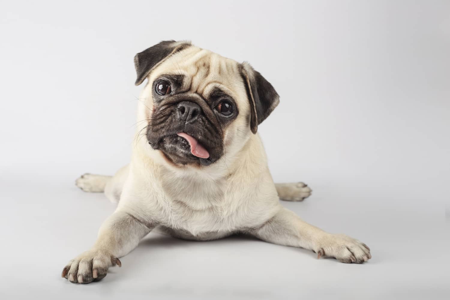 16 perros braquicéfalos