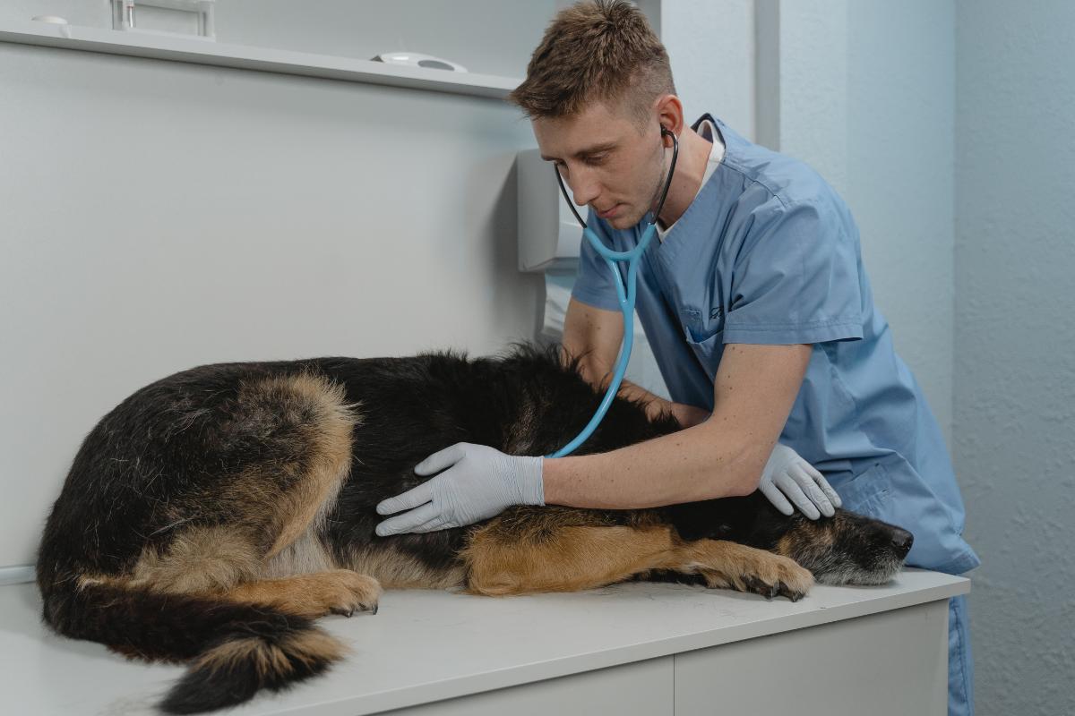 ¿Por qué mi perro tiene el estómago revuelto?