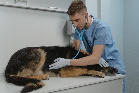 DHA y salud cognitiva en perros senior: ¿se puede frenar el deterioro mental con la dieta?