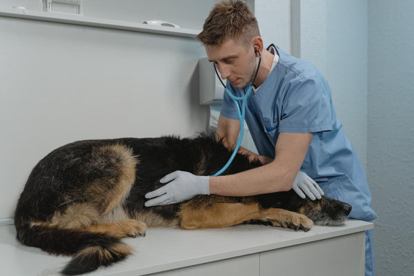 DHA y salud cognitiva en perros senior: ¿se puede frenar el deterioro mental con la dieta?