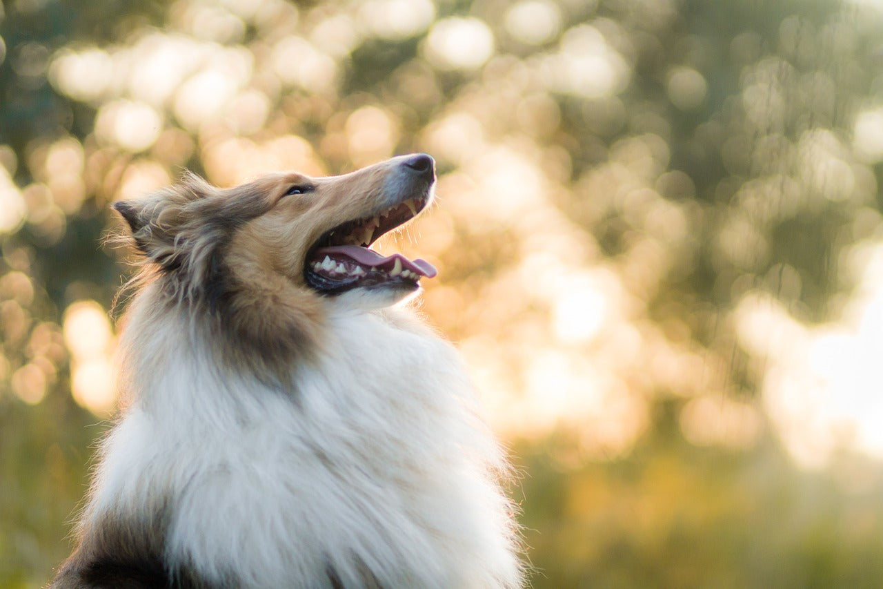 Alimentos para mejorar el pelaje de tu perro