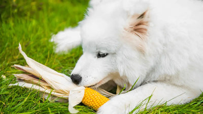¿Los perros pueden comer maíz?