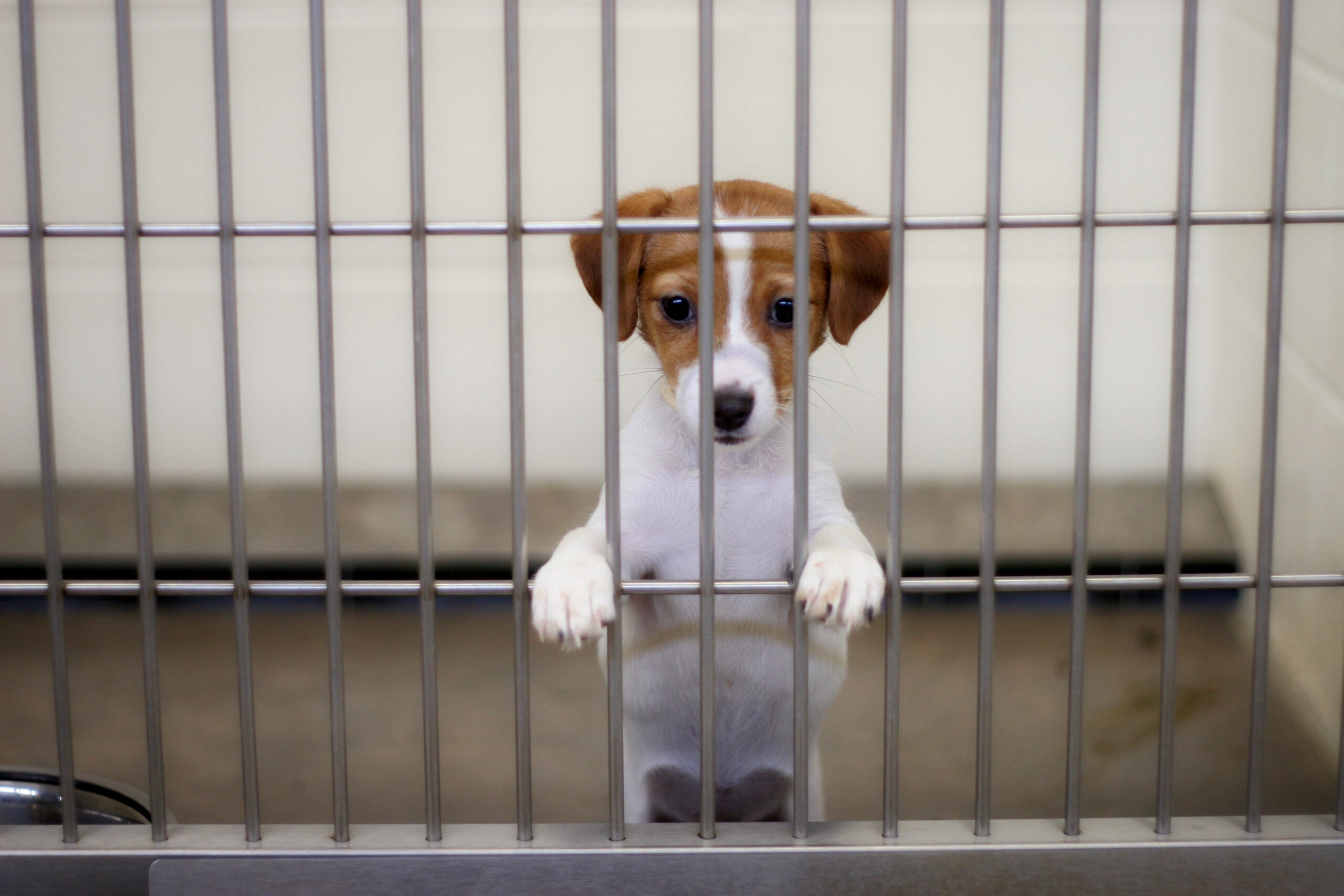 Consejos para prepararte para acoger a un perro