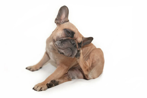 Alergias cutáneas en perros: causas, síntomas y tratamiento
