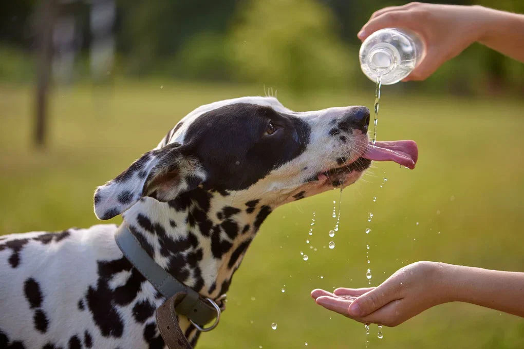 ¿Cómo saber si mi perro está deshidratado?
