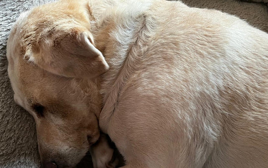 Cómo tranquilizar a un perro asustado por cohetes en Fiestas Patrias