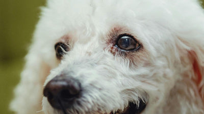 Lagañas en perros