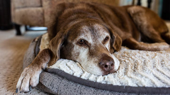 Años de perro a años humanos: Cómo calcular la edad de tu perro
