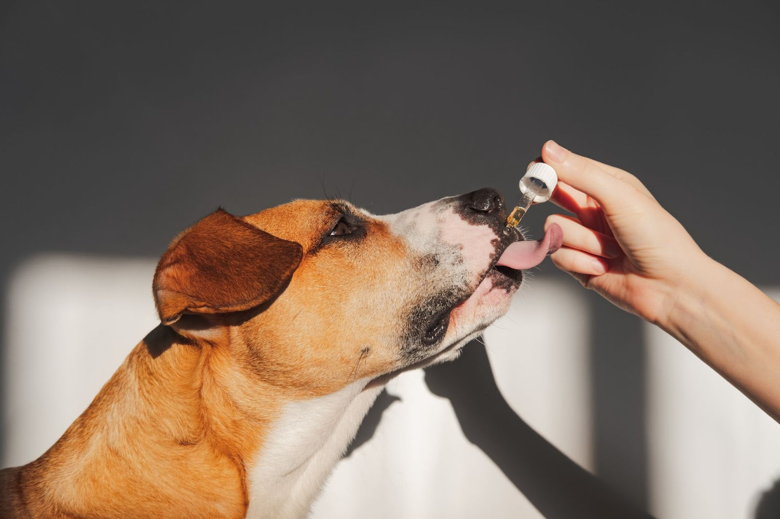 ¿Qué es la vitamina B12 para los perros?