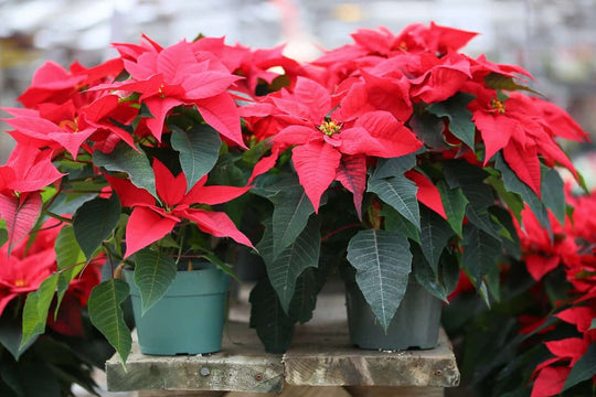 ¿Son peligrosas las nochebuenas para perros y gatos?