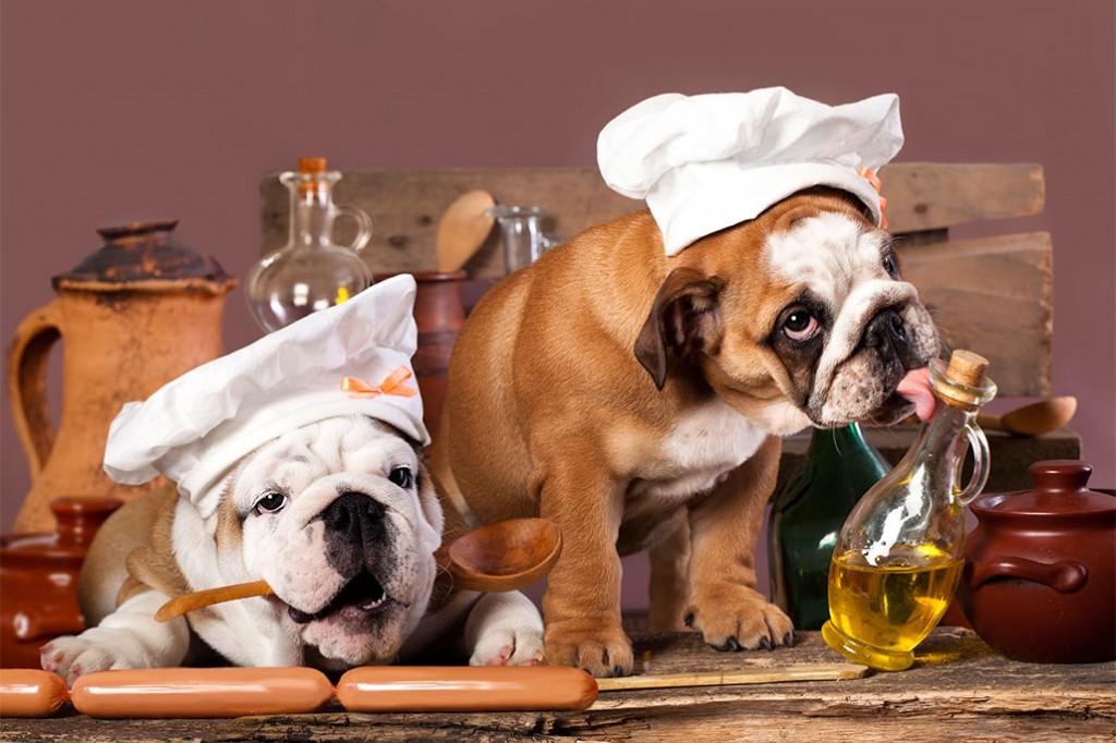 ¿Pueden los perros consumir aceite de oliva?