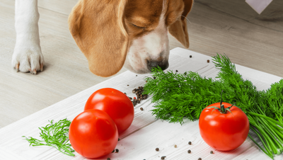 Alimentos naturales que puedes incluir en la dieta de tu perro y que son seguros
