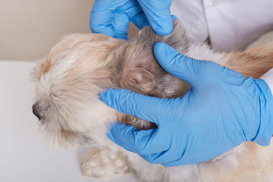Cómo curar otitis en perros en temporada de humedad