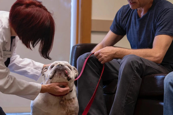 Preguntas clave para hacerle a tu veterinario