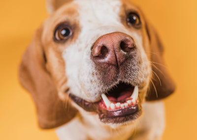 Cómo lavar los dientes a tu perro: guía paso a paso para una sonrisa saludable