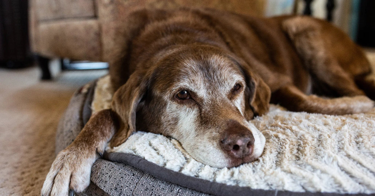 ¿Por qué tose mi perro anciano?