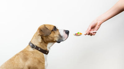 ¿Mi perro necesita suplementos?