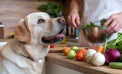 ¿Pueden los perros comer lechuga?