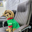 Playera para perro edición México Maka