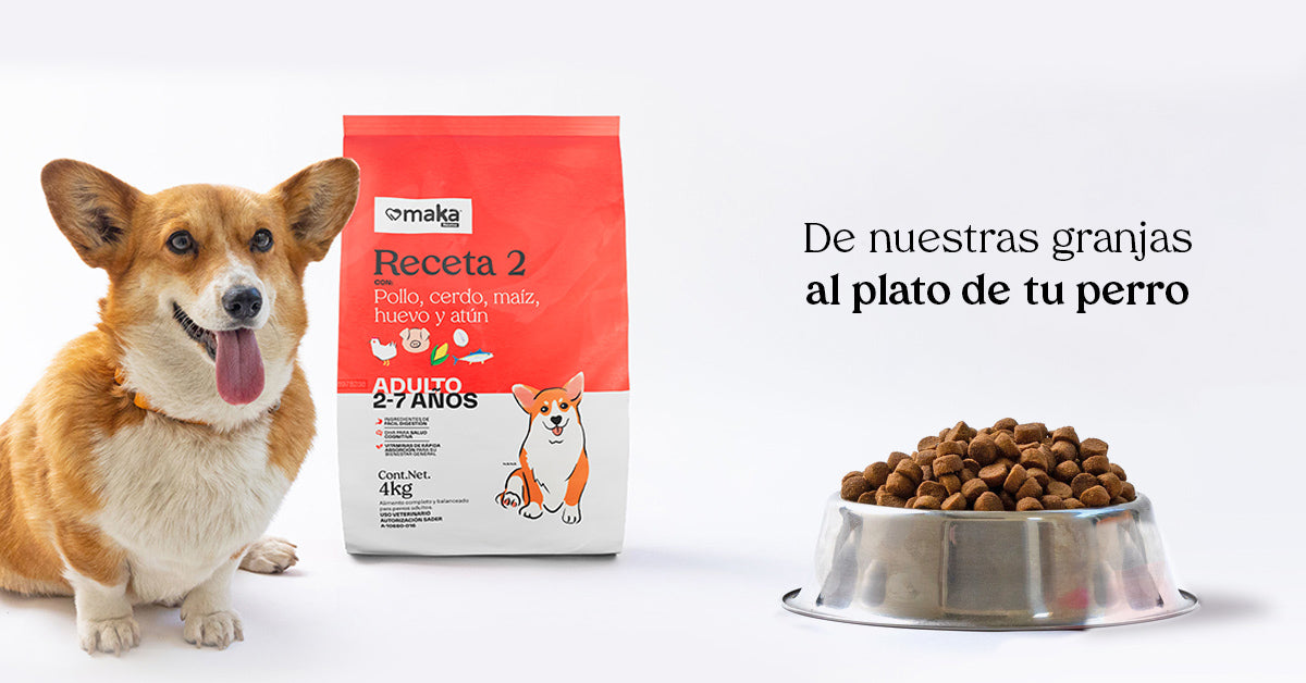 cual es la mejor comida para alimentar a tu perro